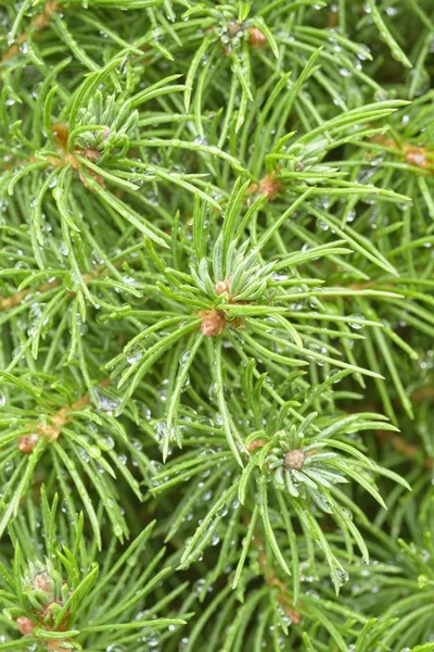 Detail of rain drops on leaves of coniferous tree. — Stock Photo, Image