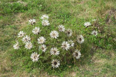 Carlina acaulis, avrupa'nın alp bölgelerine özgü asteraceae familyasında sapsız, gümüş, cüce carline devedikeni çiçekli bitki.