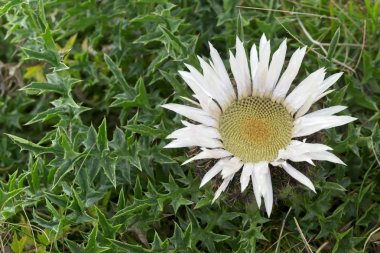 Carlina acaulis, avrupa'nın alp bölgelerine özgü asteraceae familyasında sapsız, gümüş, cüce carline devedikeni çiçekli bitki.