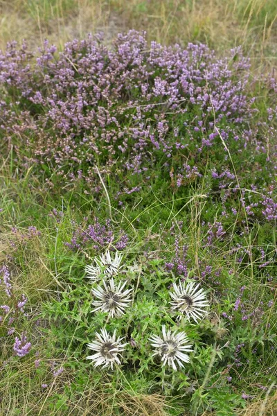 Carlina acaulis, stiv, sølvfarget, dvergkarline tisteinsblomsterplante i familien Asteraceae, hjemmehørende i alpine regioner i Europa . – stockfoto