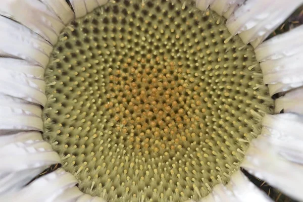 Carlina acaulis, avrupa'nın alp bölgelerine özgü asteraceae familyasında sapsız, gümüş, cüce carline devedikeni çiçekli bitki. — Stok fotoğraf