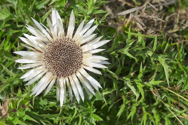 Carlina acaulis, stiv, sølvfarget, dvergkarline tisteinsblomsterplante i familien Asteraceae, hjemmehørende i alpine regioner i Europa . – stockfoto