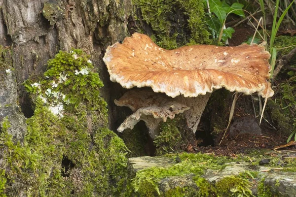 Champignons poussant dans un tronc d'arbre mort avec de la mousse . — Photo