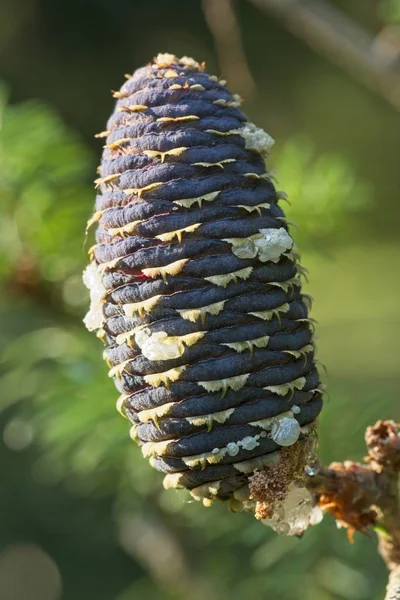 Cone de pinheiro de abeto coreano — Fotografia de Stock