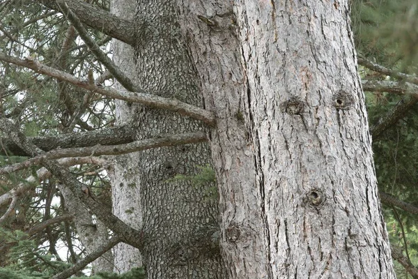 Close-up van boomstammen van dennenbomen. — Stockfoto