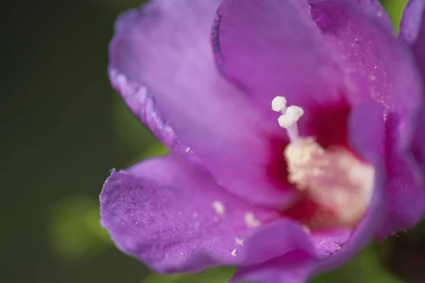 Closeup of Hibiscus flower — Stock Photo, Image