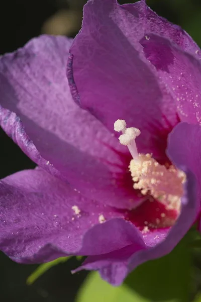 Closeup of Hibiscus flower — Stock Photo, Image