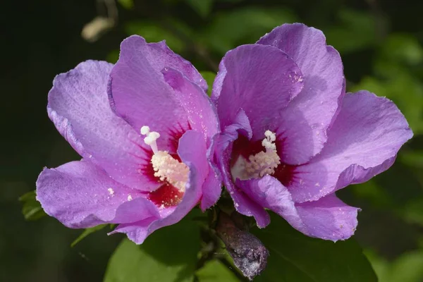 Closeup of Hibiscus flower — Stock Photo, Image