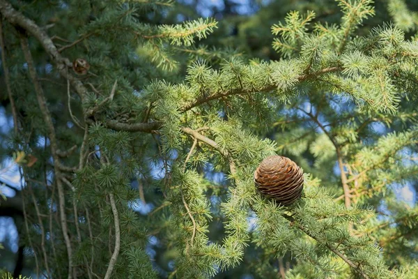 Detalhe da árvore conífera com cones de pinheiro marrom — Fotografia de Stock