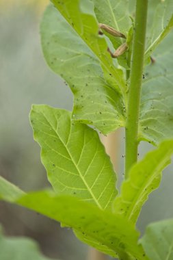 Çiçek ve tütün bitki, Nicotiana tabacum yaprakları detay