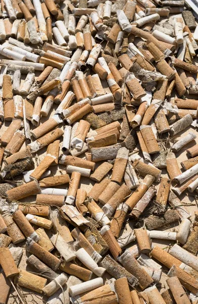 Collection of cigarette butts by volonteers — Stock Photo, Image