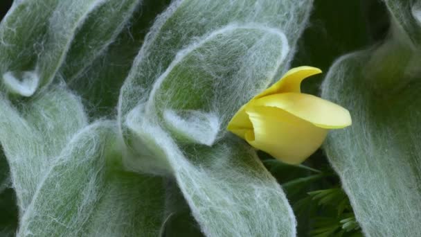 Time Lapse Morning Opening Golden Poppy Flower Eschscholzia Californica Flowering — Stock Video