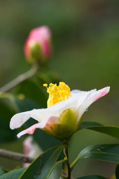 Primer Plano Flor Brotes Camelia Rosa Blanca —  Fotos de Stock