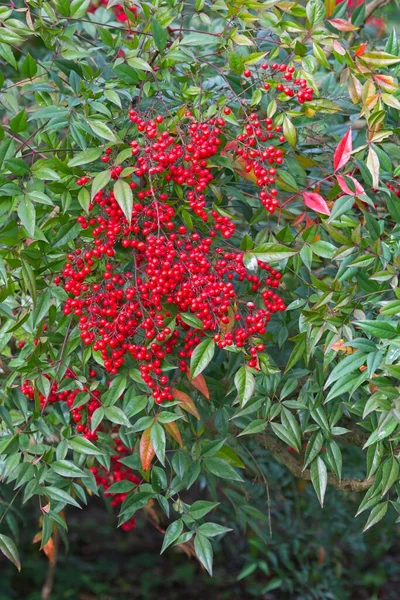 Detil Arbusto Verde Con Frutos Rojos Redondos Bayas —  Fotos de Stock