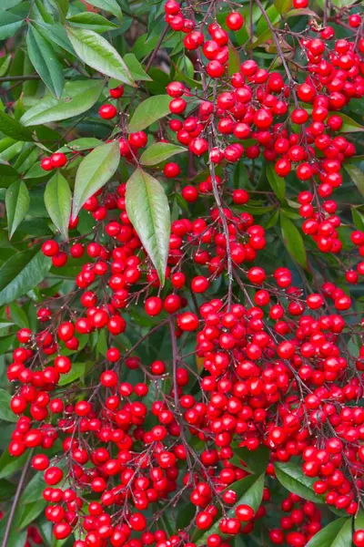 Detil Green Bush Red Fruits Berries — Stock Photo, Image