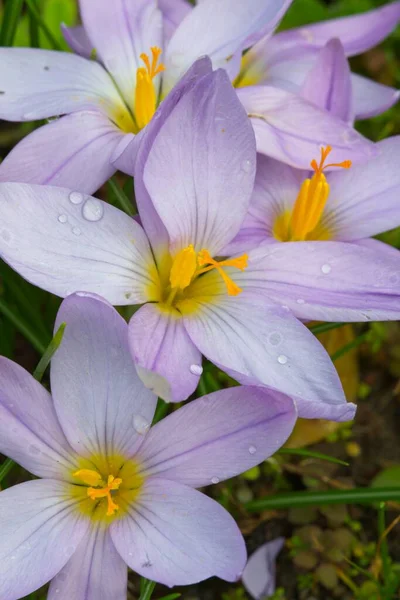 Detalle Flores Azafrán Con Pistilos Amarillos Pétalos Morados — Foto de Stock