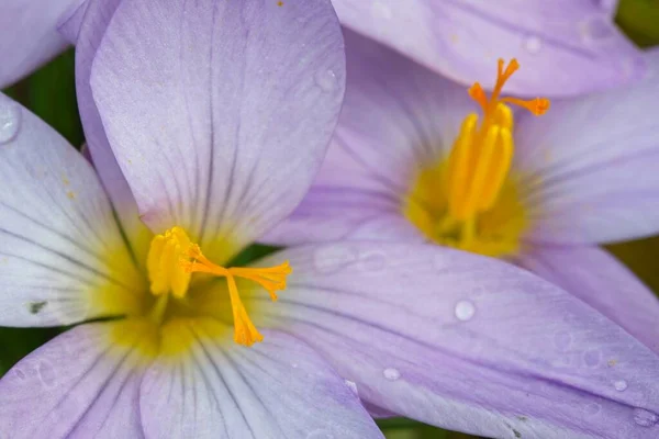 Dettaglio Fiori Croco Con Pistilli Gialli Petali Viola — Foto Stock