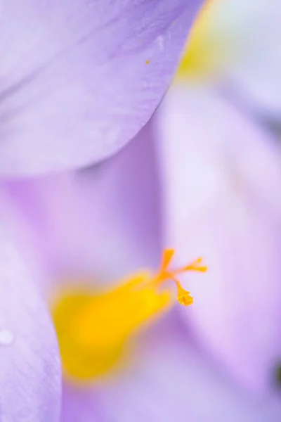 Szczegóły Dotyczące Kwiatów Krokusa Żółtymi Tłokami Fioletowymi Płatkami — Zdjęcie stockowe