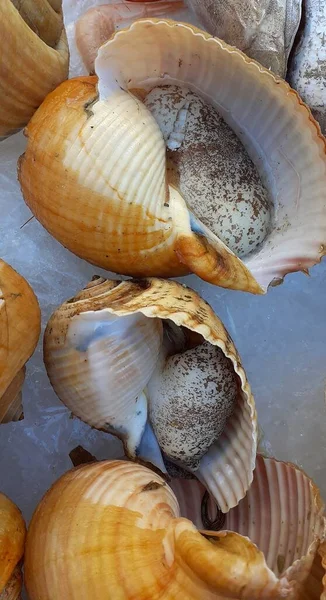 Live Giant Tun Gastropod Mollusc Fish Market Stand Tonna Galea — Stock Photo, Image