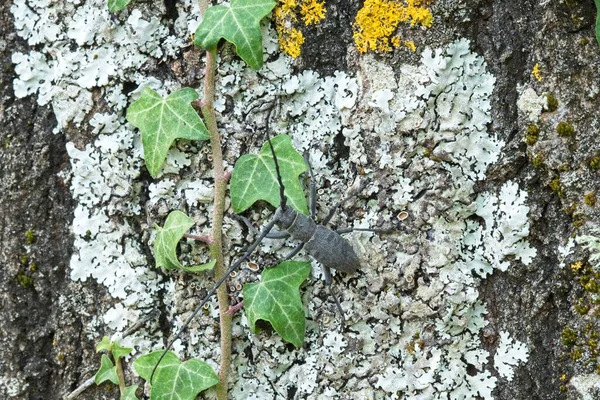 Varón Escarabajo Cuerno Largo Morinus Asper Corteza Árbol Con Líquenes —  Fotos de Stock