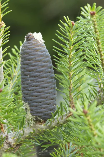 Κοντινό Κορεάτικο Κουκουνάρι Pinus Koraiensis Ενδημικό Στην Ανατολική Ασία — Φωτογραφία Αρχείου