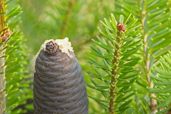 Close Korean Pine Cone Pinus Koraiensis Native Eastern Asia — Stock Photo, Image