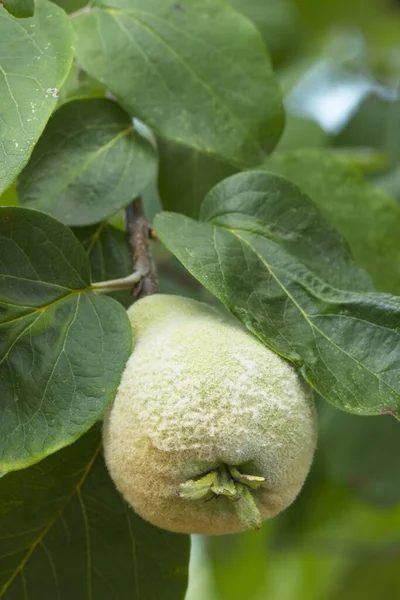 Quince Boom Met Gouden Grijs Wit Fijn Haar Bedekt Appelfruit — Stockfoto