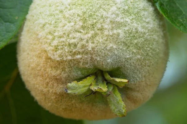 Quince Boom Met Gouden Grijs Wit Fijn Haar Bedekt Appelfruit — Stockfoto