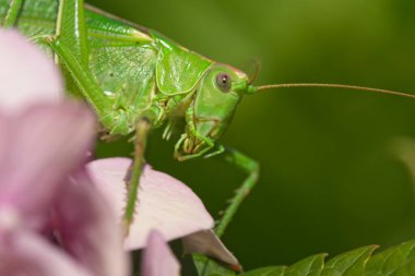 Ortanca pembe çiçekleri üzerinde dişi büyük yeşil çalı cırcır böceği, Tettigonia viridissima.