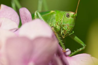 Ortanca pembe çiçekleri üzerinde dişi büyük yeşil çalı cırcır böceği, Tettigonia viridissima.