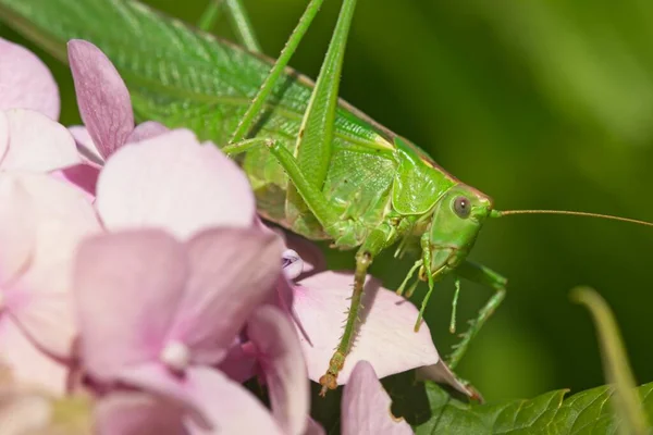 Ortanca Pembe Çiçekleri Üzerinde Dişi Büyük Yeşil Çalı Cırcır Böceği — Stok fotoğraf