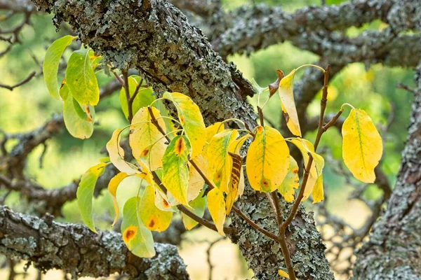 Hojas Amarillas Otoño Sobre Manzano Viejo Cubierto Líquenes — Foto de Stock