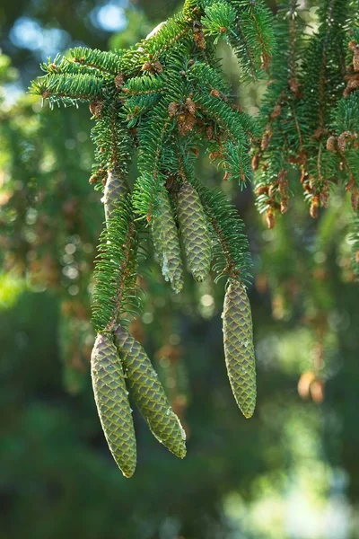 Close Natural Christmas Tree Pine Cones Dripping Resin — Stock Photo, Image