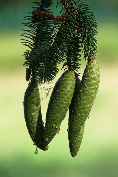 Close Cones Pinho Árvore Natal Natural Com Resina Gotejante — Fotografia de Stock