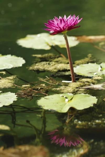 Red water lily flower emerging from water pond