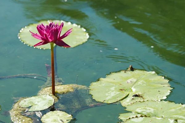 池から出てくる赤い睡蓮 — ストック写真