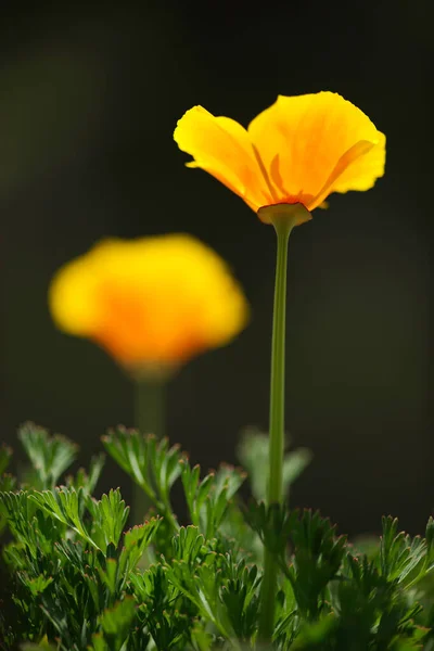 Fleur Eschscholzia Californica Pavot Californie Doré Soleil Tasse Espèce Plante — Photo