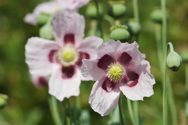 Sluiten Van Bloemen Zaad Pod Van Opium Klaproos Papaver Somniferum — Stockfoto