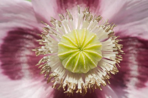 Sluiten Van Bloemen Zaad Pod Van Opium Klaproos Papaver Somniferum — Stockfoto