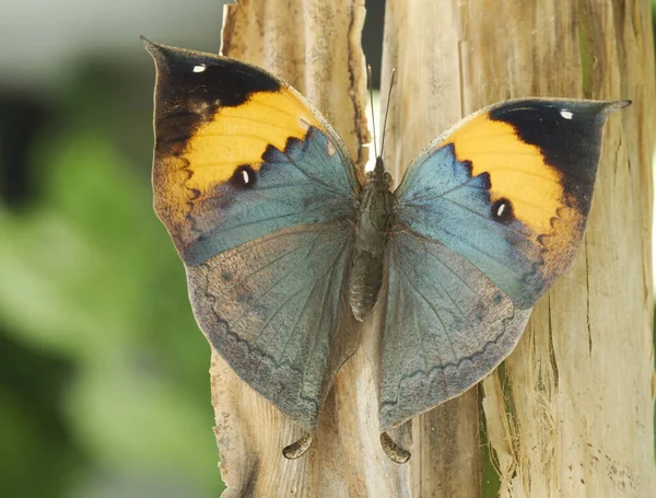 Kallima Inachus Ein Schmetterling Mit Abgestorbenem Blatt Oder Orangefarbenem Eichenblatt — Stockfoto