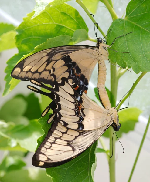 Dallara Yapraklara Konmuş Renkli Tropikal Kelebeklere Yaklaş — Stok fotoğraf