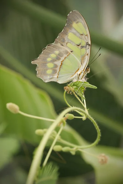 小枝や葉の上にカラフルな熱帯蝶のクローズアップ — ストック写真