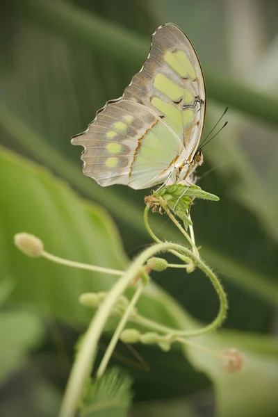 Close Colorful Tropical Butterflies Perched Twigs Leaves — Stock Photo, Image