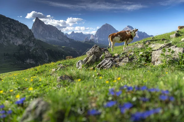 Şaşırtıcı Yaz Dolomites Talya Dan Dağ Zemin Üzerine Yeşil Alan — Stok fotoğraf
