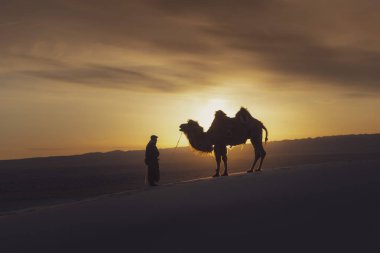 Gobi Çölü, Mayıs 2019, Moğolistan: Gün doğumunda kum tepelerinden geçen deve, Gobi Çölü Moğolistan.