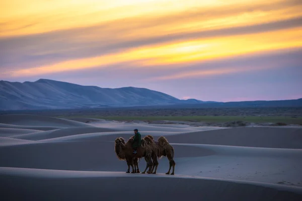 Wüste Gobi, Mai 2019, Mongolei: Kamel bei Sonnenaufgang durch die Sanddünen, Wüste Gobi, Mongolei. — Stockfoto