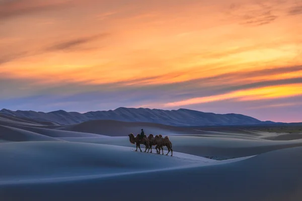 Gobi desert, may 2019, Mongolia : Camel going through the sand dunes on sunrise, Gobi desert Mongolia. — Stock Photo, Image