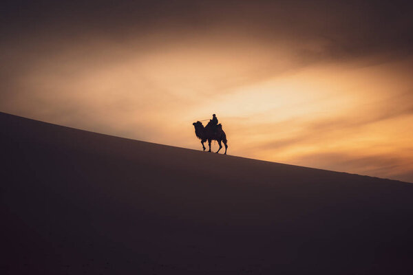 Camel going through the sand dunes on sunrise, Gobi desert Mongolia.