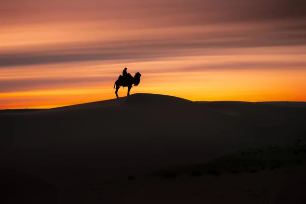 Kamel bei Sonnenaufgang durch die Sanddünen, Wüste Gobi in der Mongolei. — Stockfoto