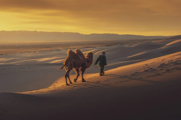 Teve megy át a homokdűnéken napkeltekor, Góbi sivatag Mongólia. — Stock Fotó